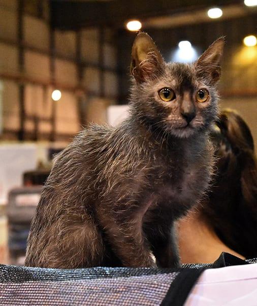 Lykoi - Katzenrasse
