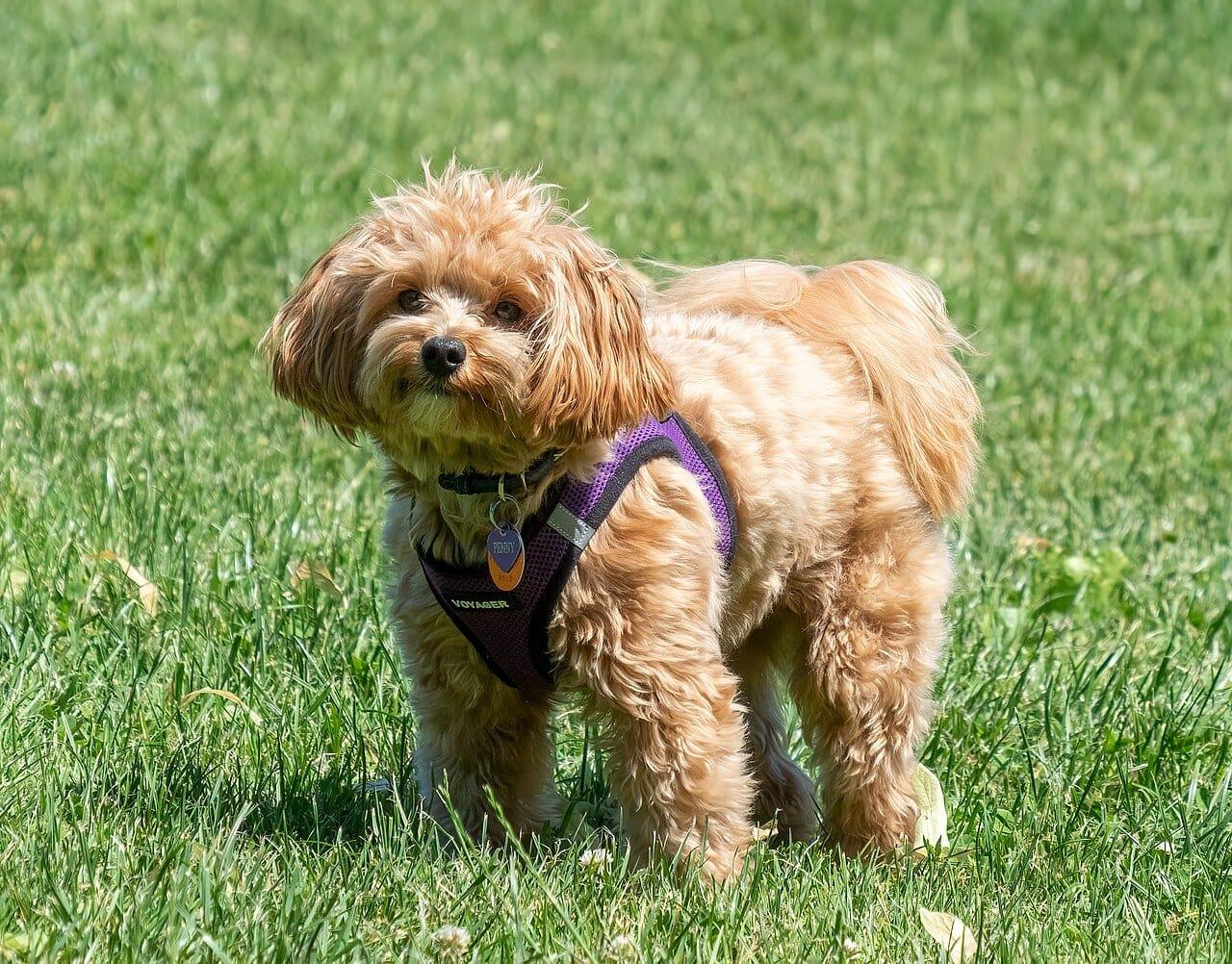 Maltipoo - Hunderasse