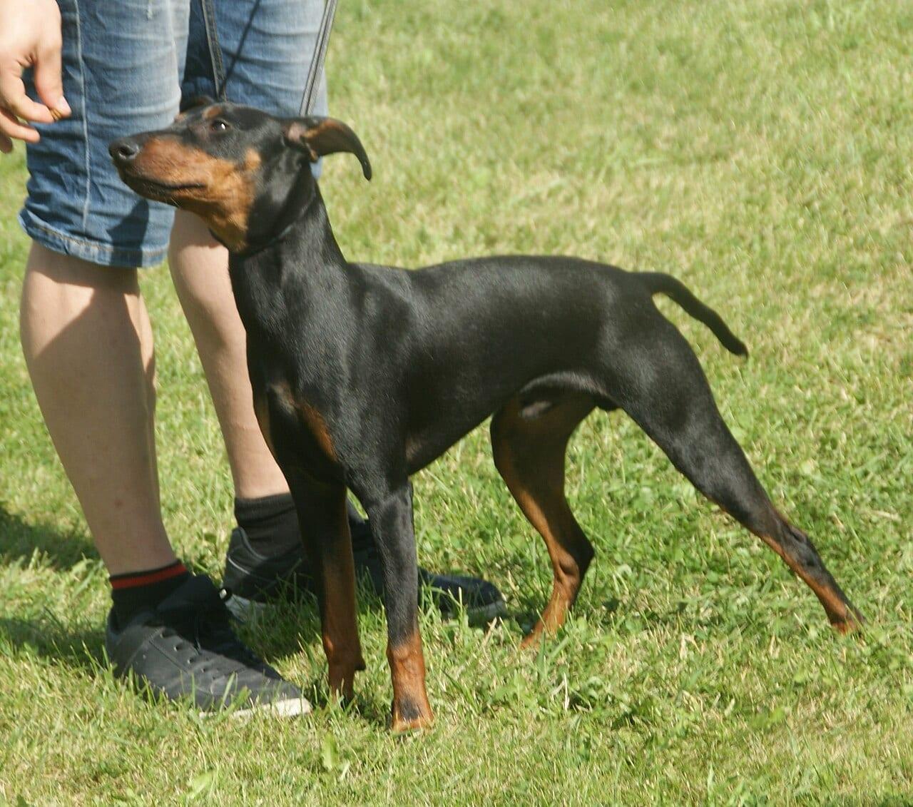 Manchester Terrier - Hunderasse