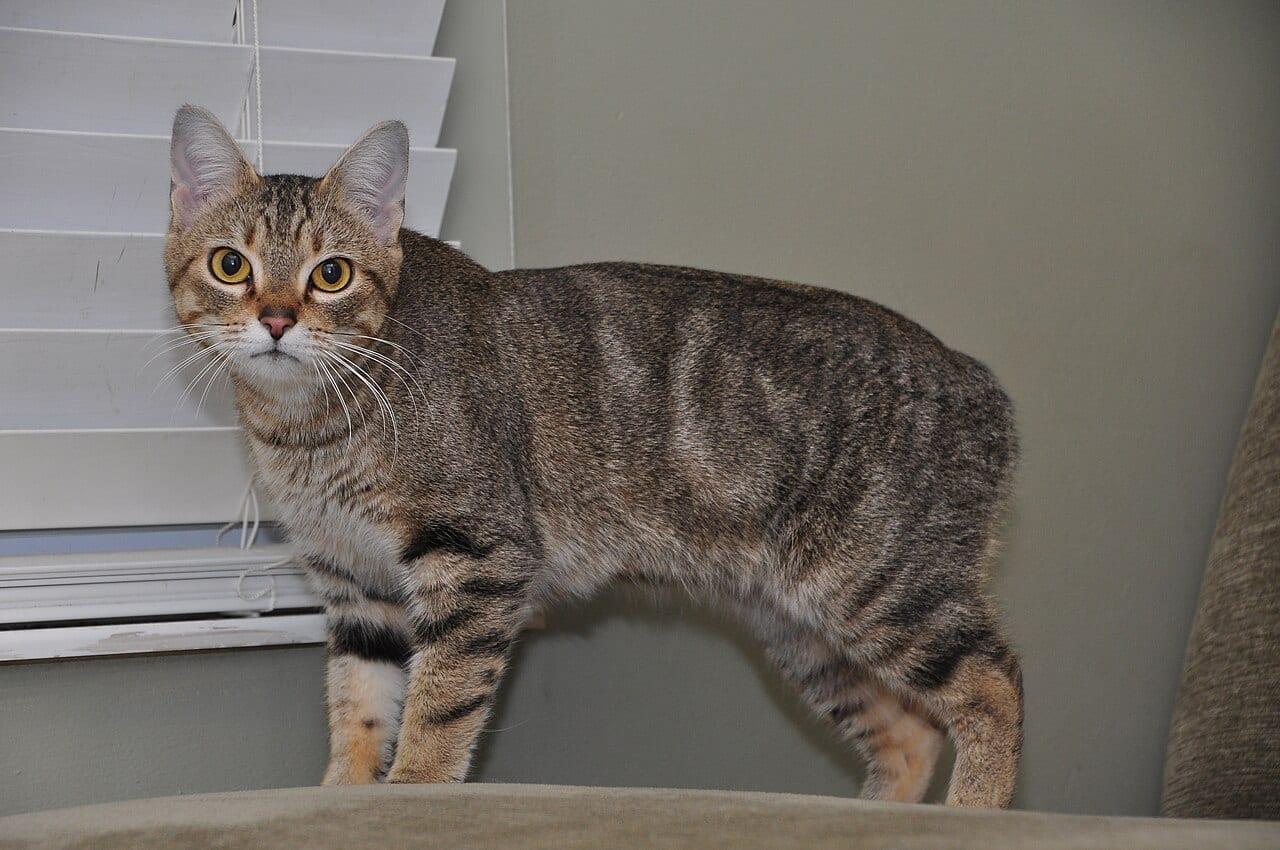 Manx - Katzenrasse