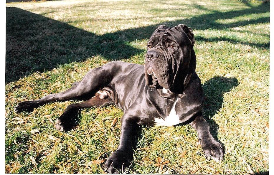 Mastino Napoletano - Hunderasse