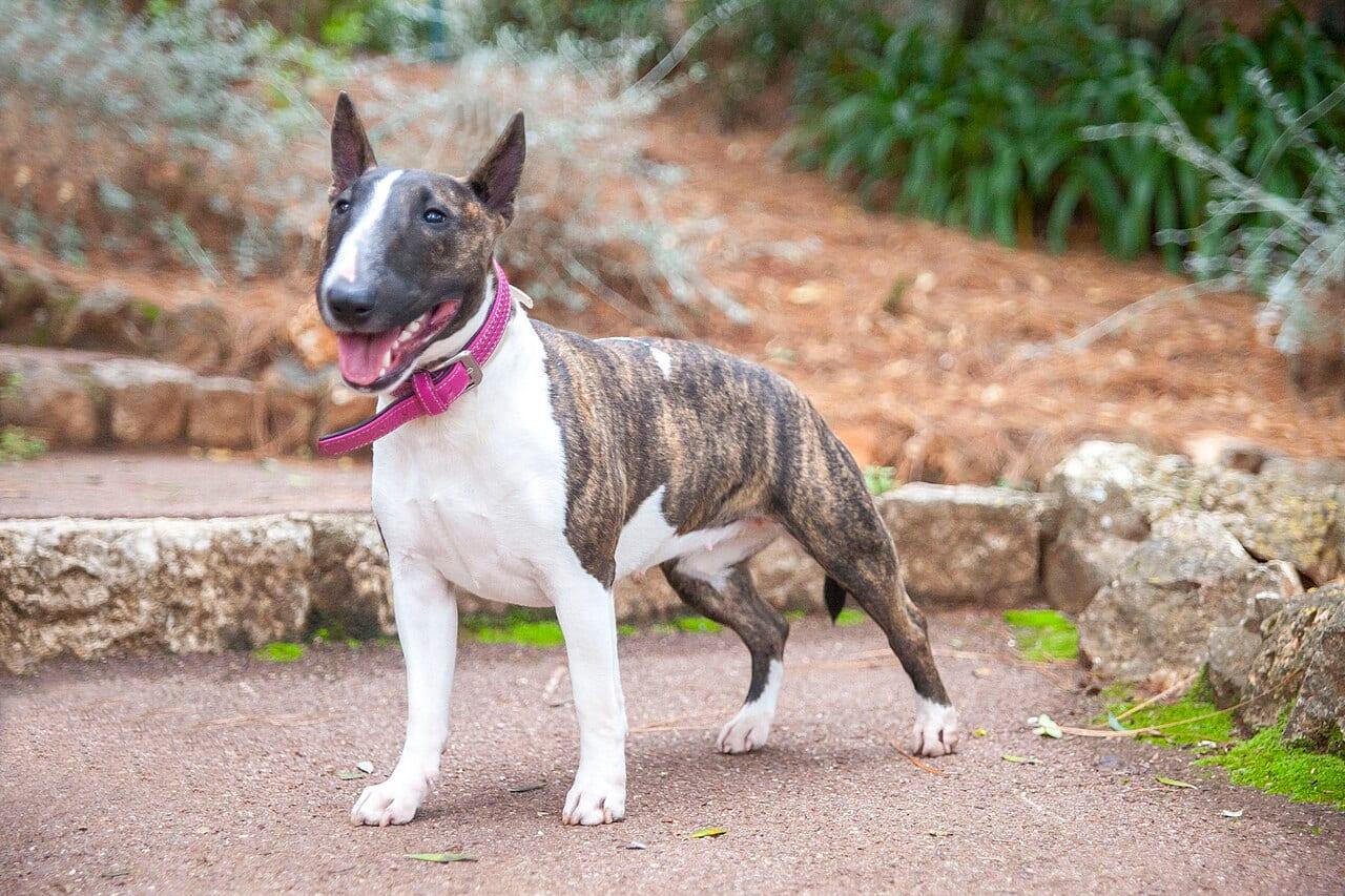 Miniature Bullterrier - Hunderasse