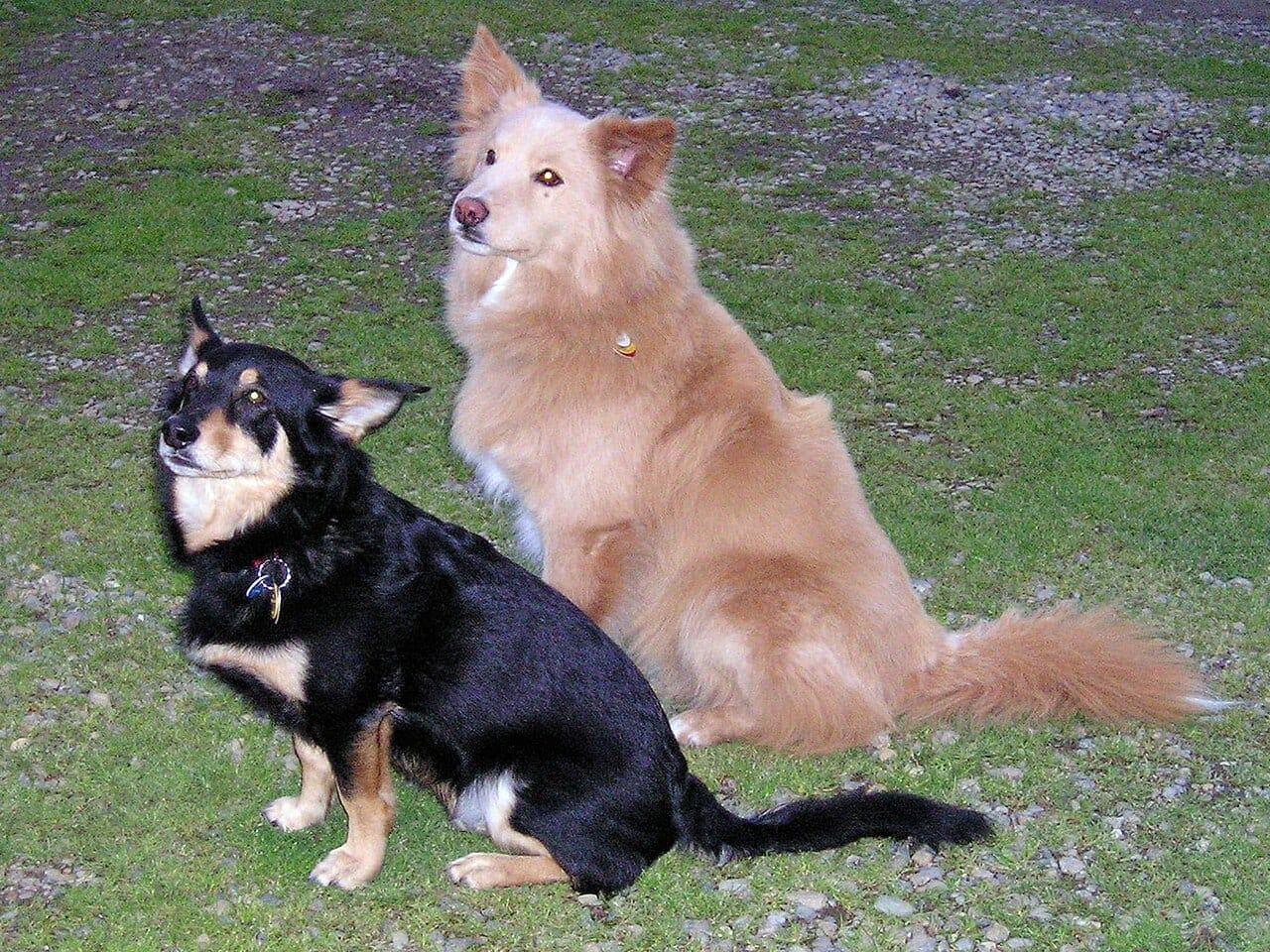 Mischlingshund - Hunderasse
