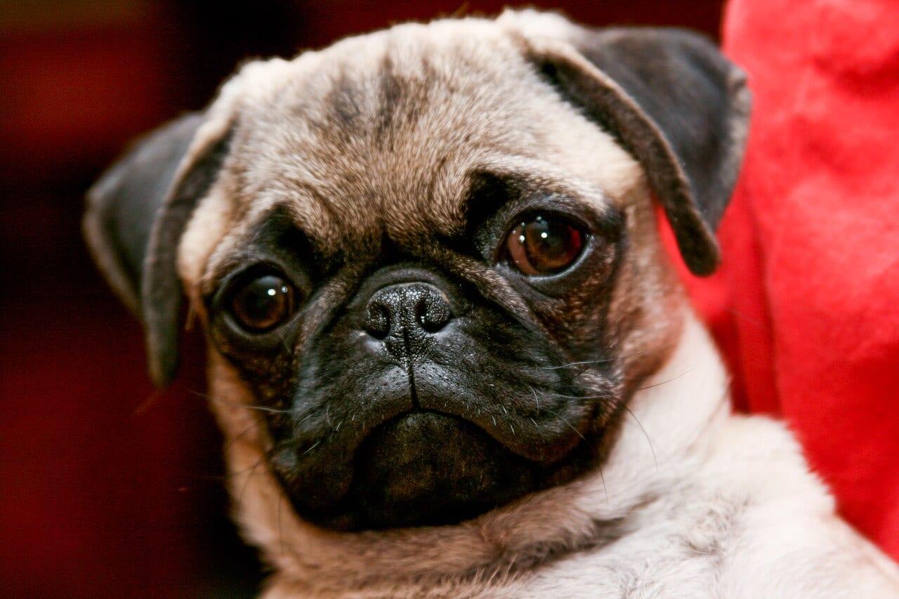 Mops - Hunderasse