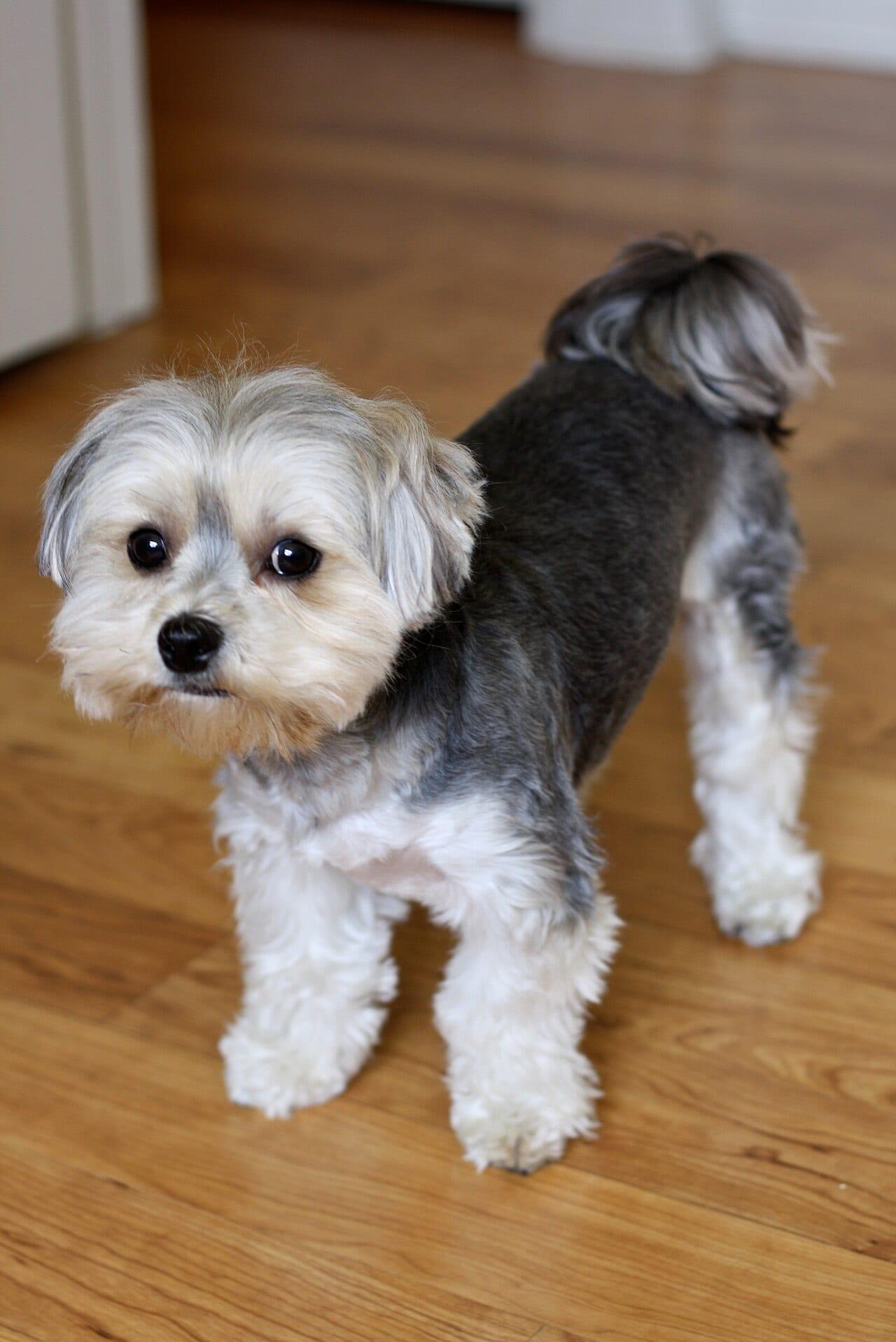 Morkie - Hunderasse