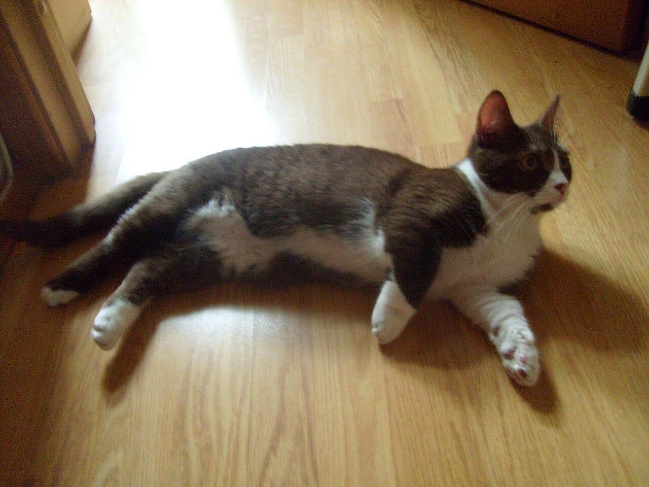 Munchkin - Katzenrasse