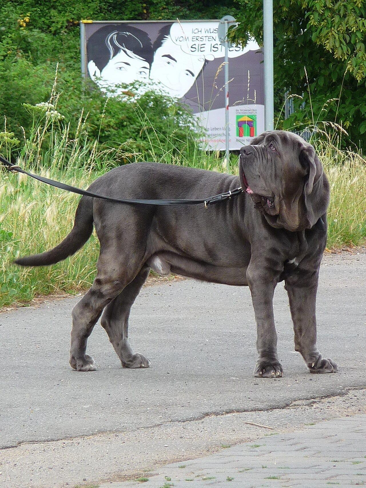 Neapolitanische Dogge - Hunderasse