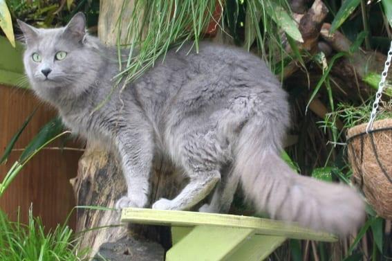 Nebelung - Katzenrasse
