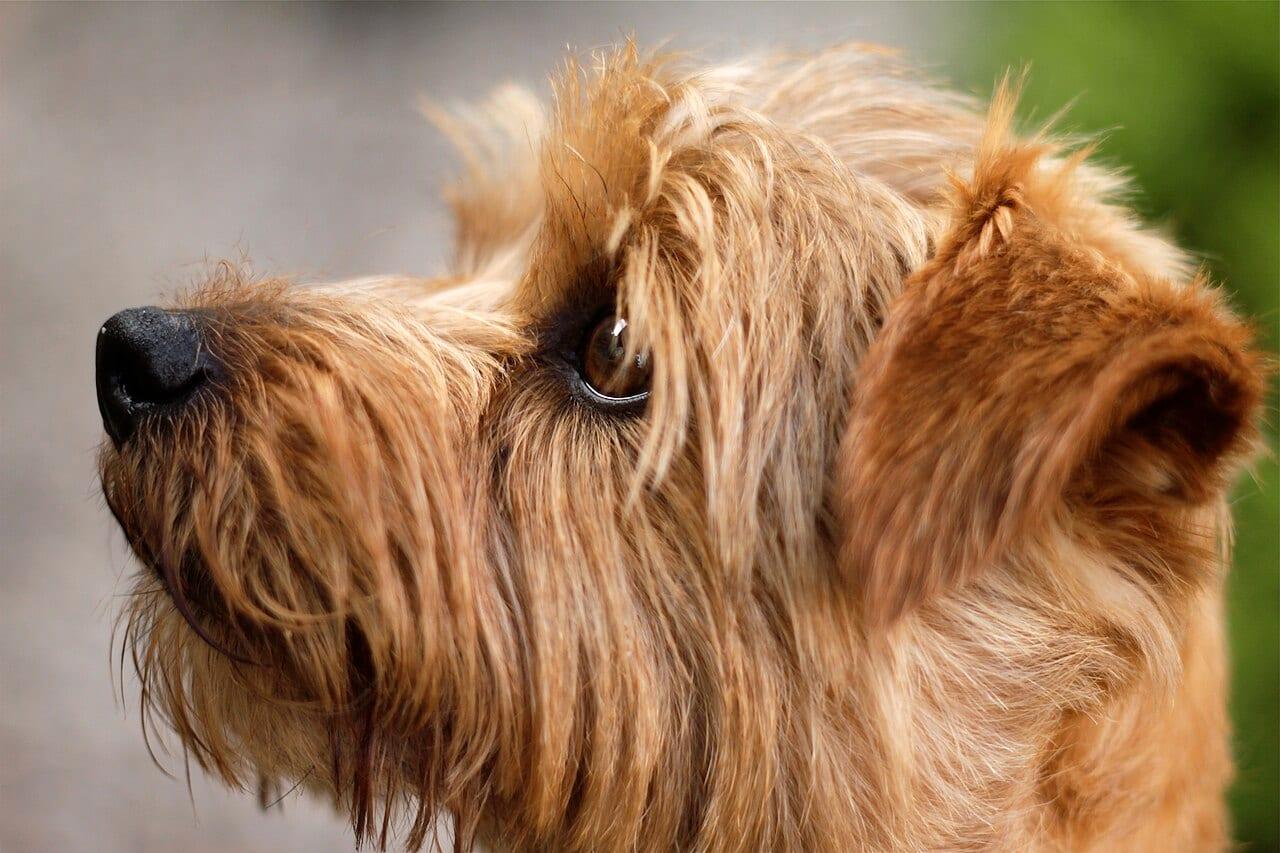 Norfolk Terrier - Hunderasse