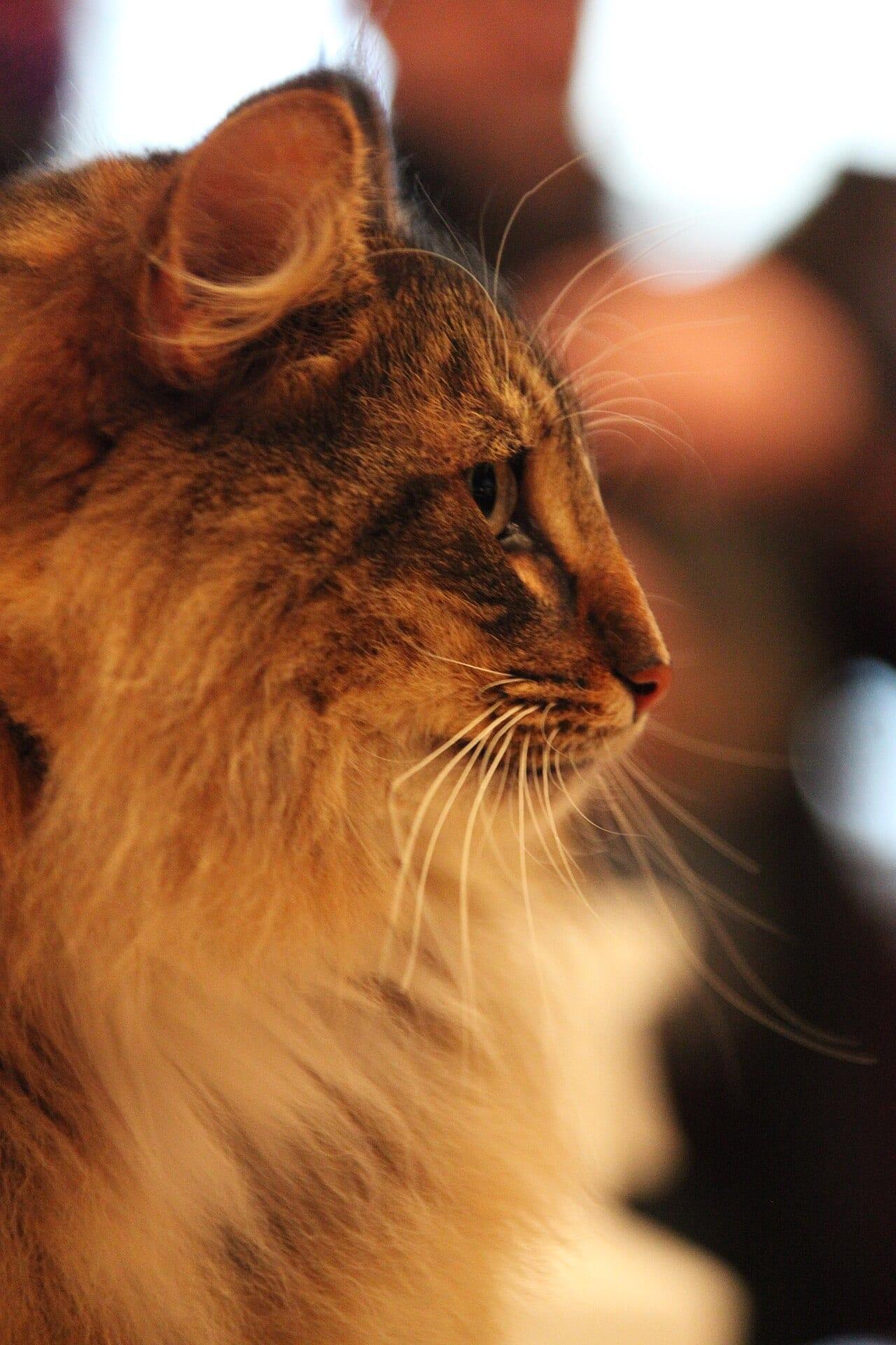 Norwegische Waldkatze - Katzenrasse