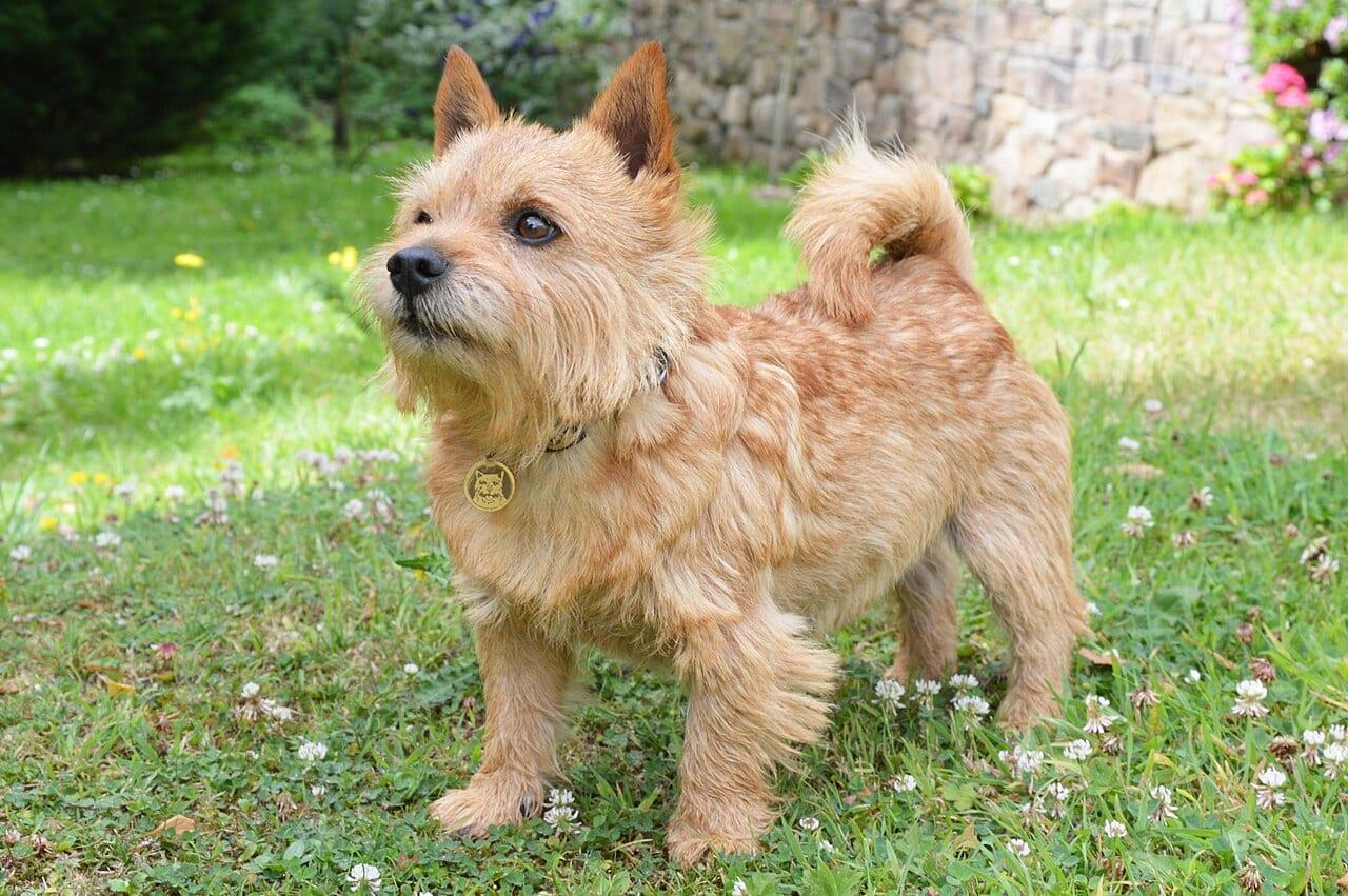 Norwich Terrier - Hunderasse