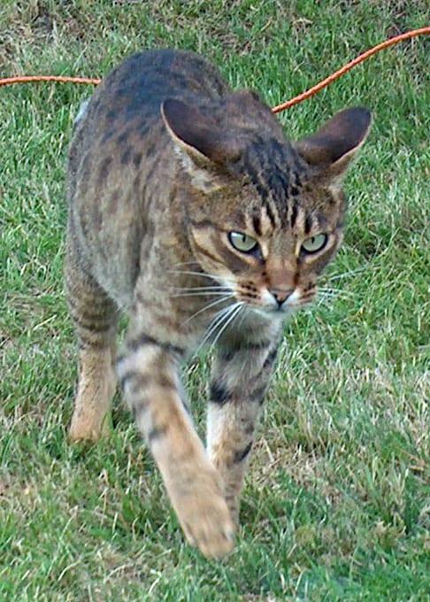 Ocicat - Katzenrasse