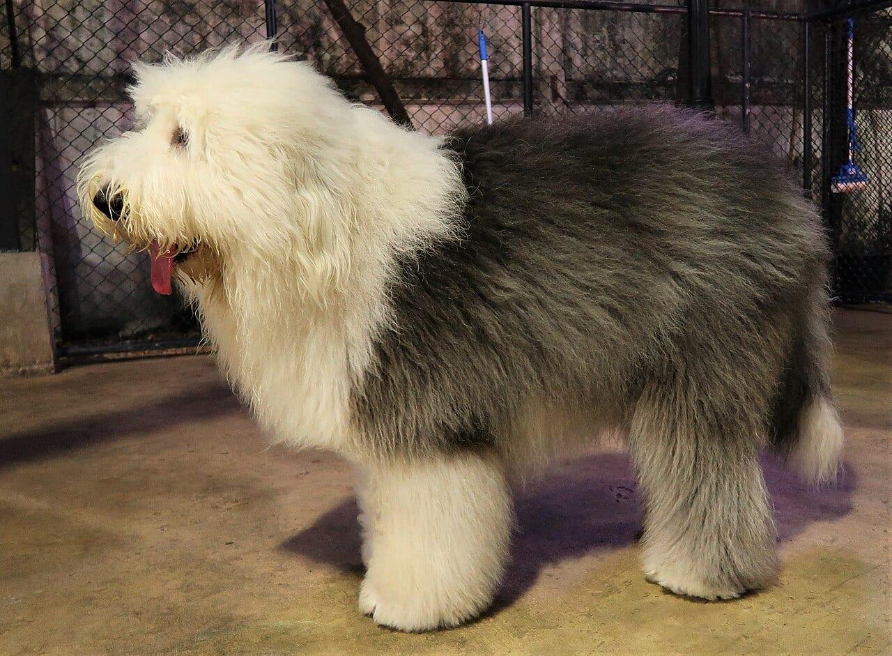 Old English Sheepdog (Bobtail)