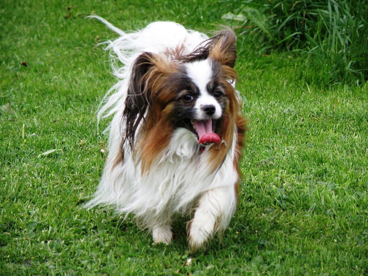 Papillon - Hunderasse