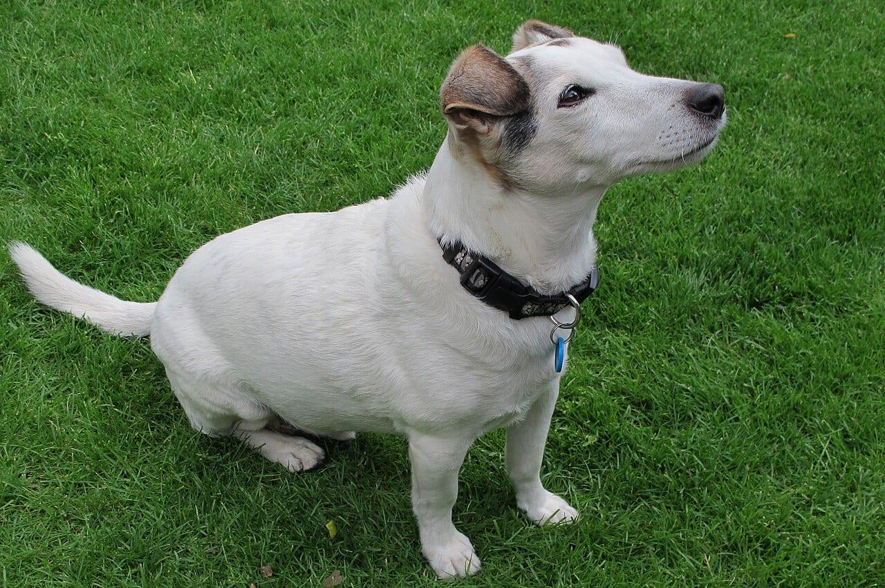 Parson Russell Terrier - Hunderasse