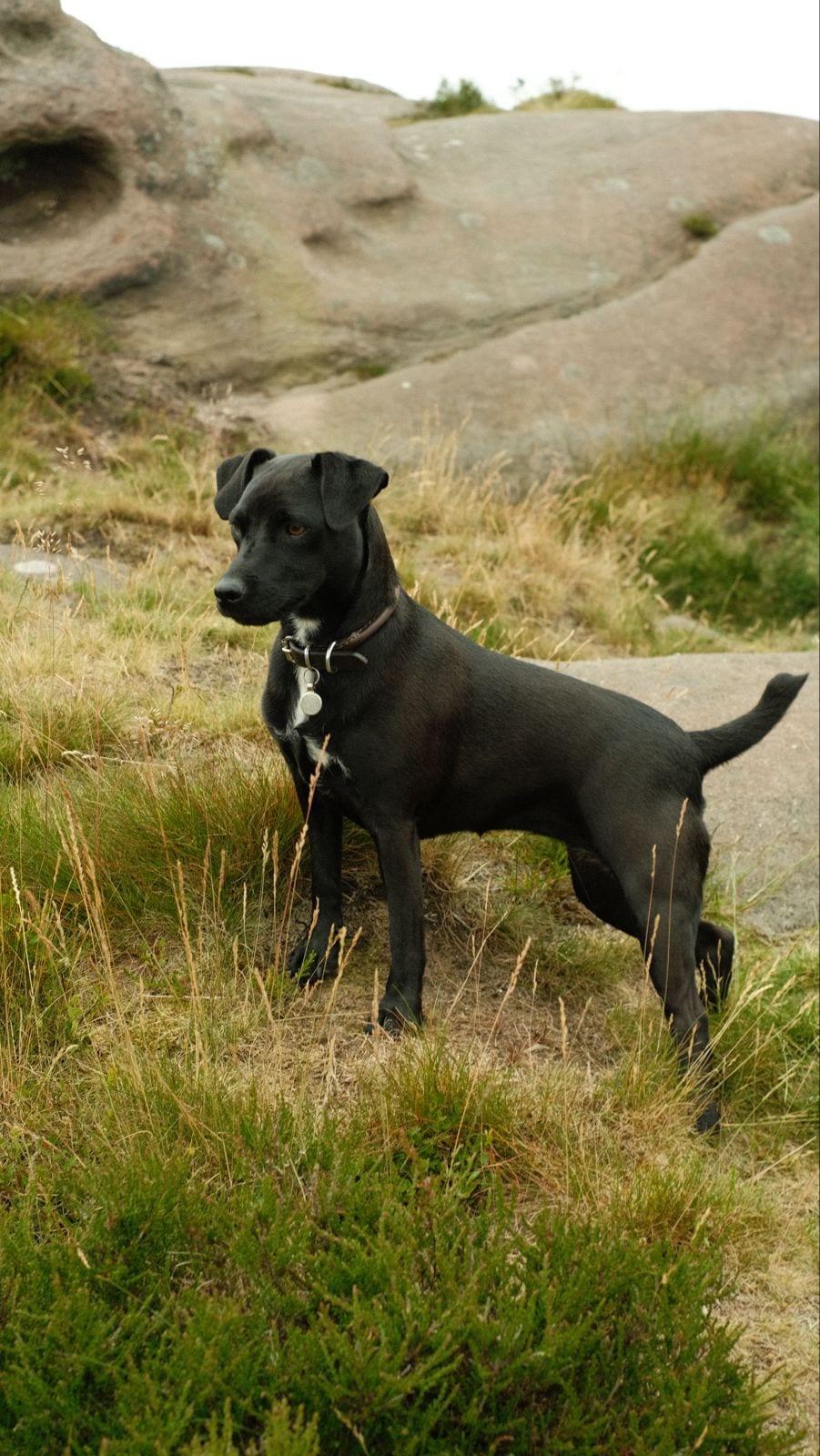 Patterdale Terrier - Hunderasse