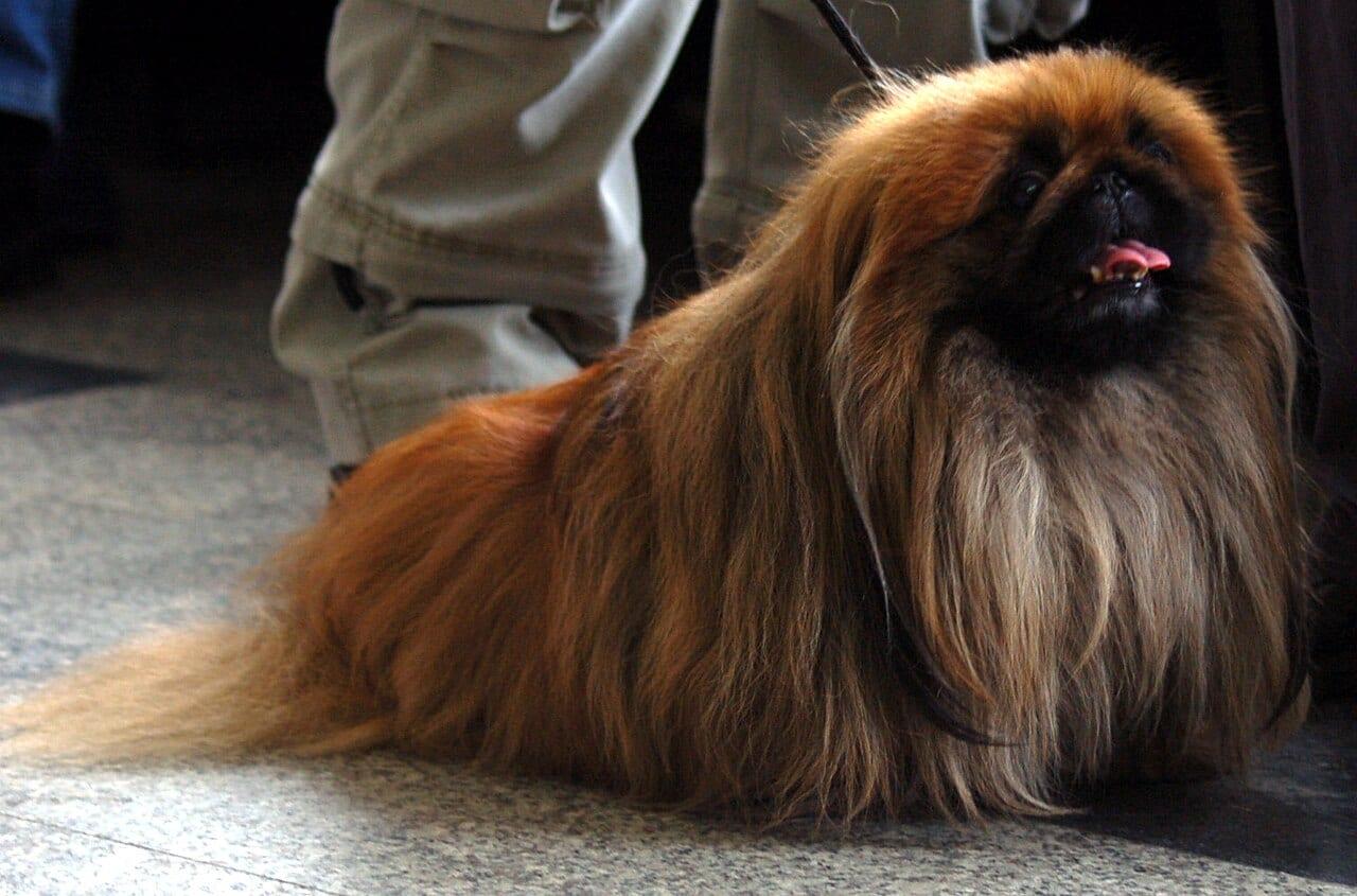 Pekingese - Hunderasse