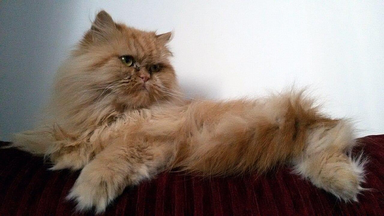 Perser - Katzenrasse