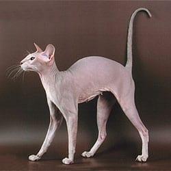 Peterbald - Katzenrasse