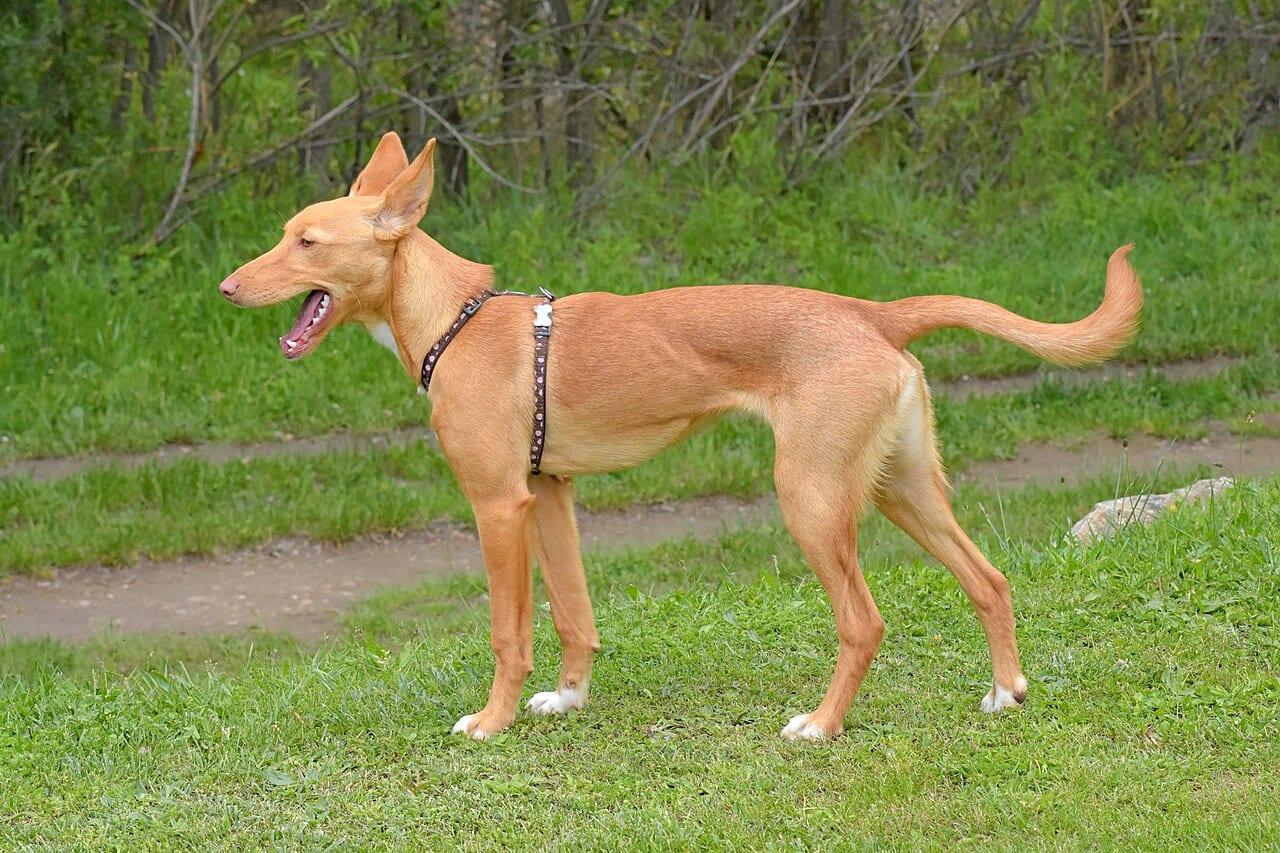 Podenco Ibicenco