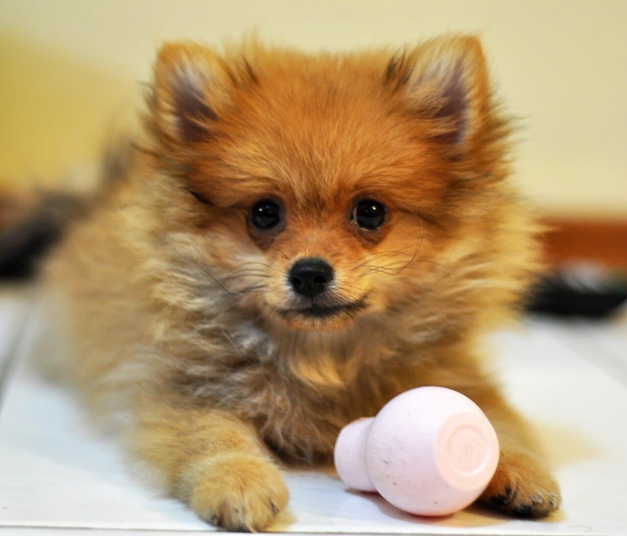 Pomeranian - Hunderasse