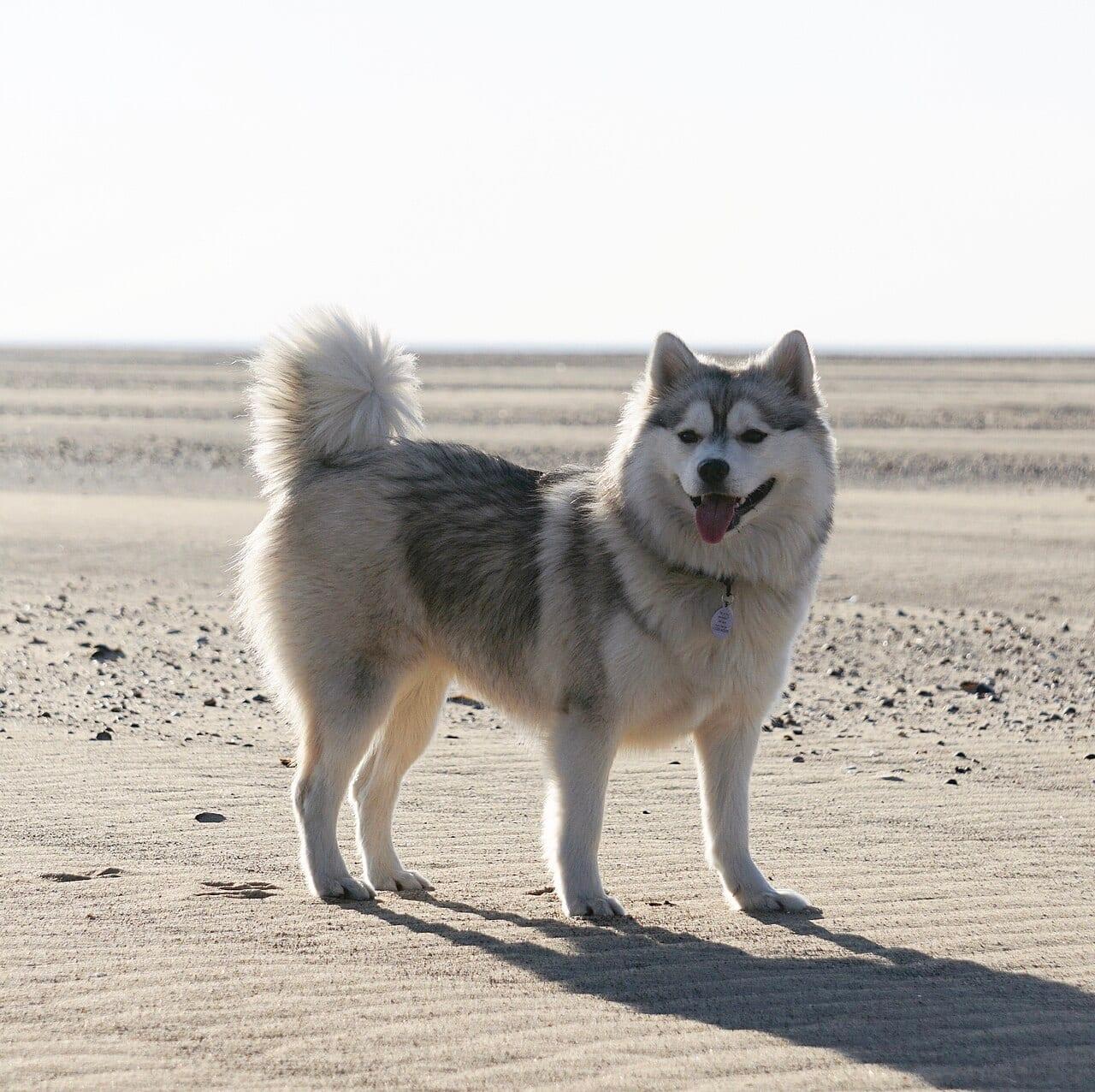 Pomsky - Hunderasse