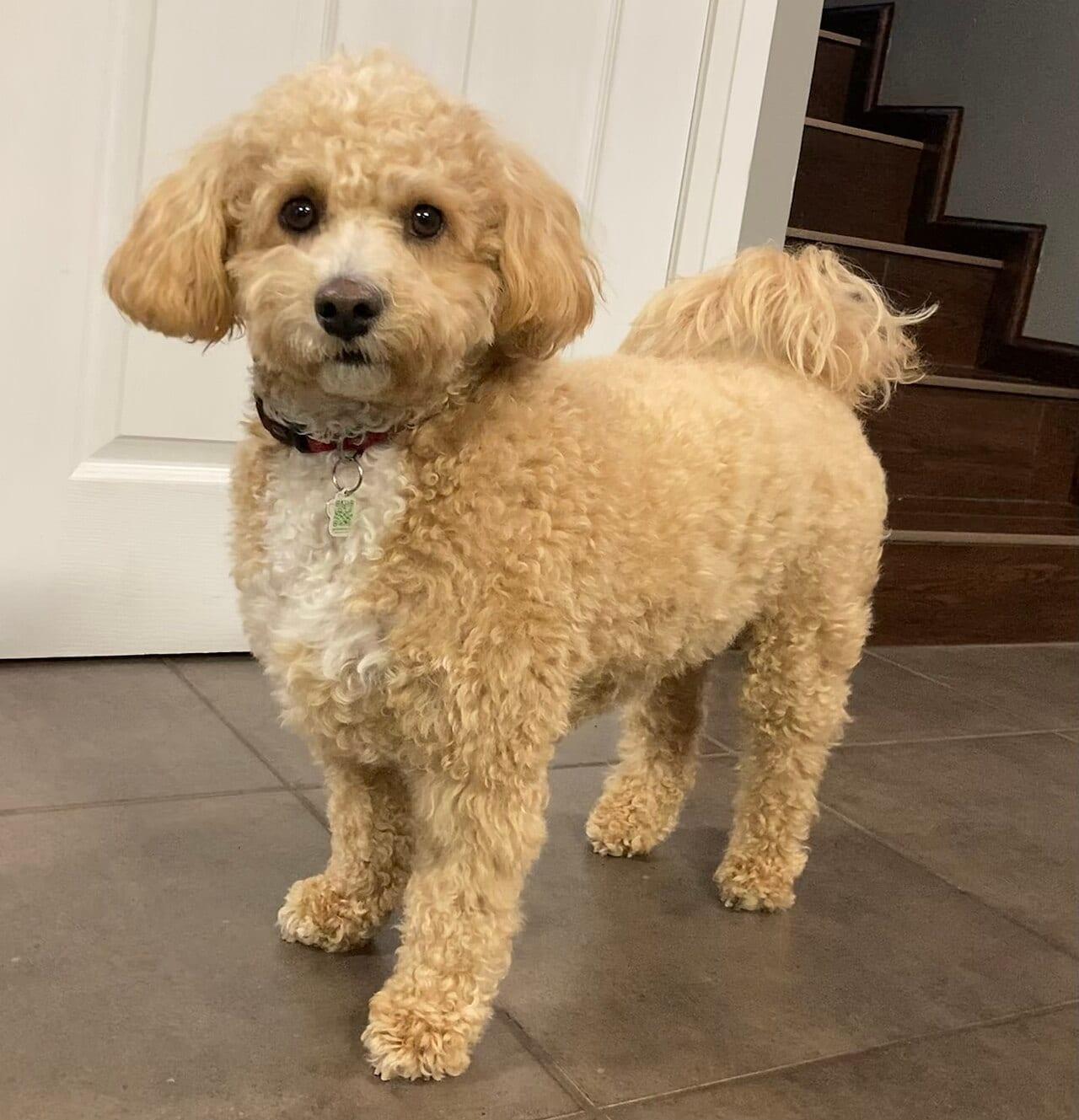 Poochon - Hunderasse