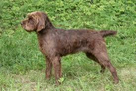 Pudelpointer - Hunderasse