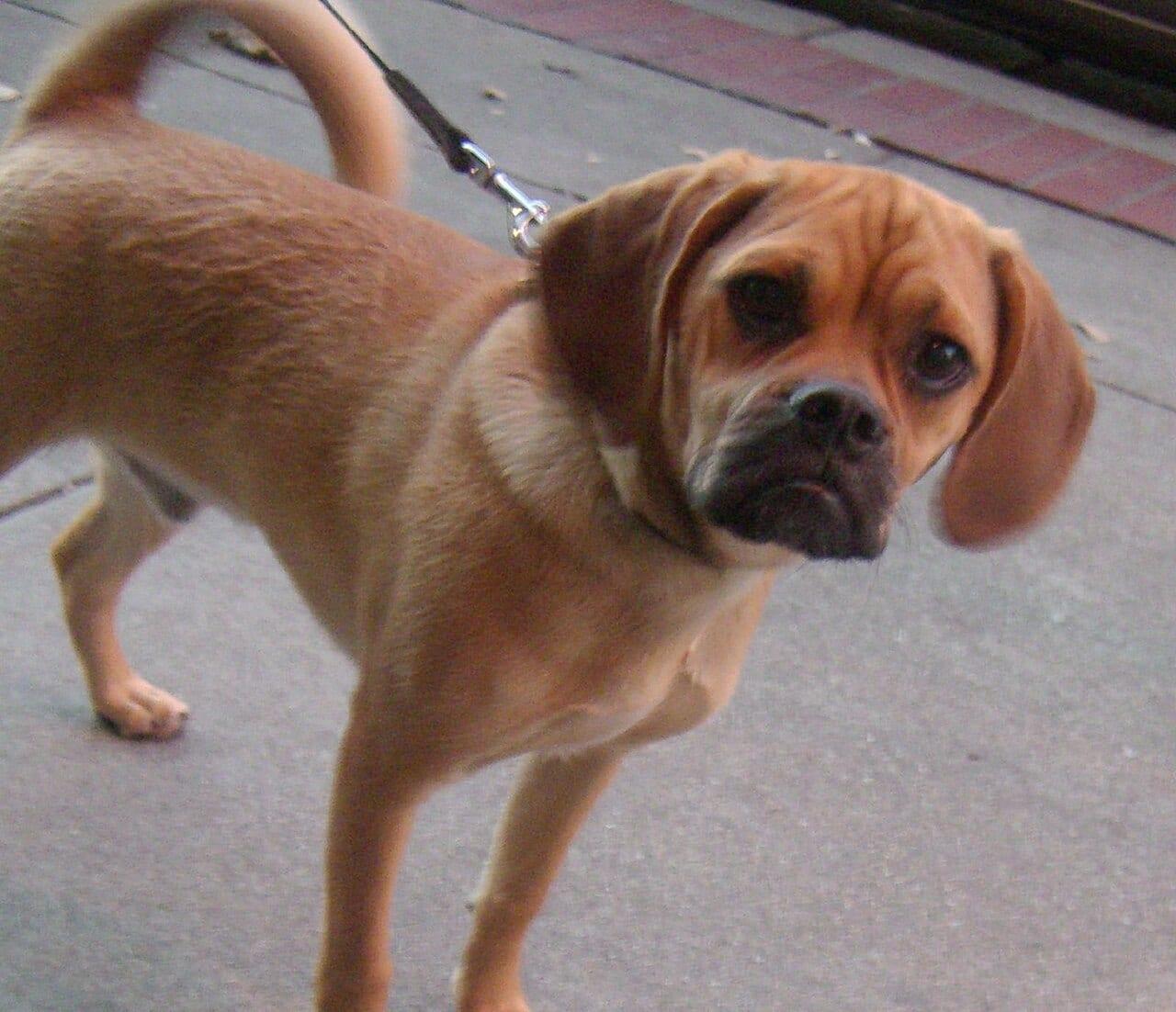 Puggle - Hunderasse