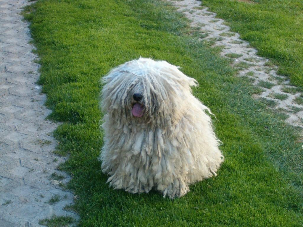 Puli - Hunderasse