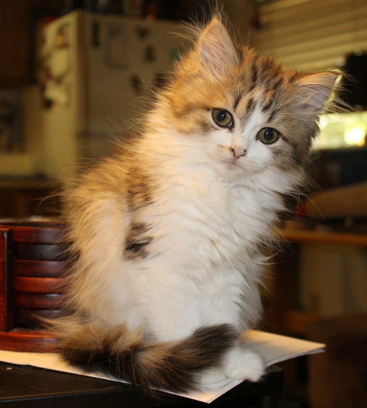 Ragamuffin - Katzenrasse
