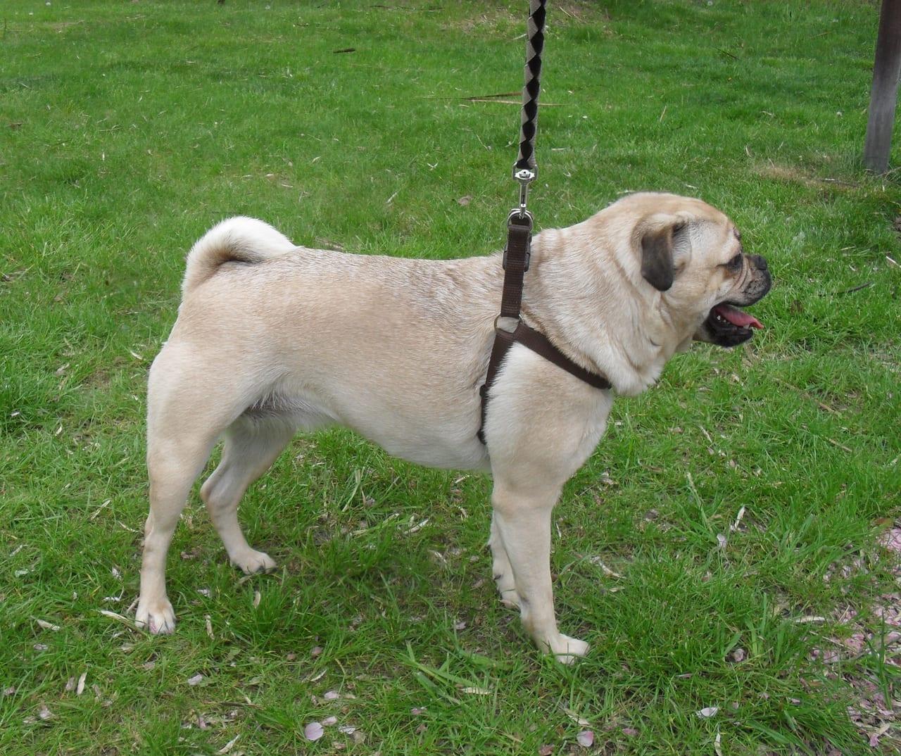 Retro Mops - Hunderasse