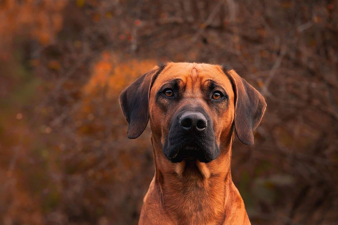 Rhodesian Ridgeback - Hunderasse