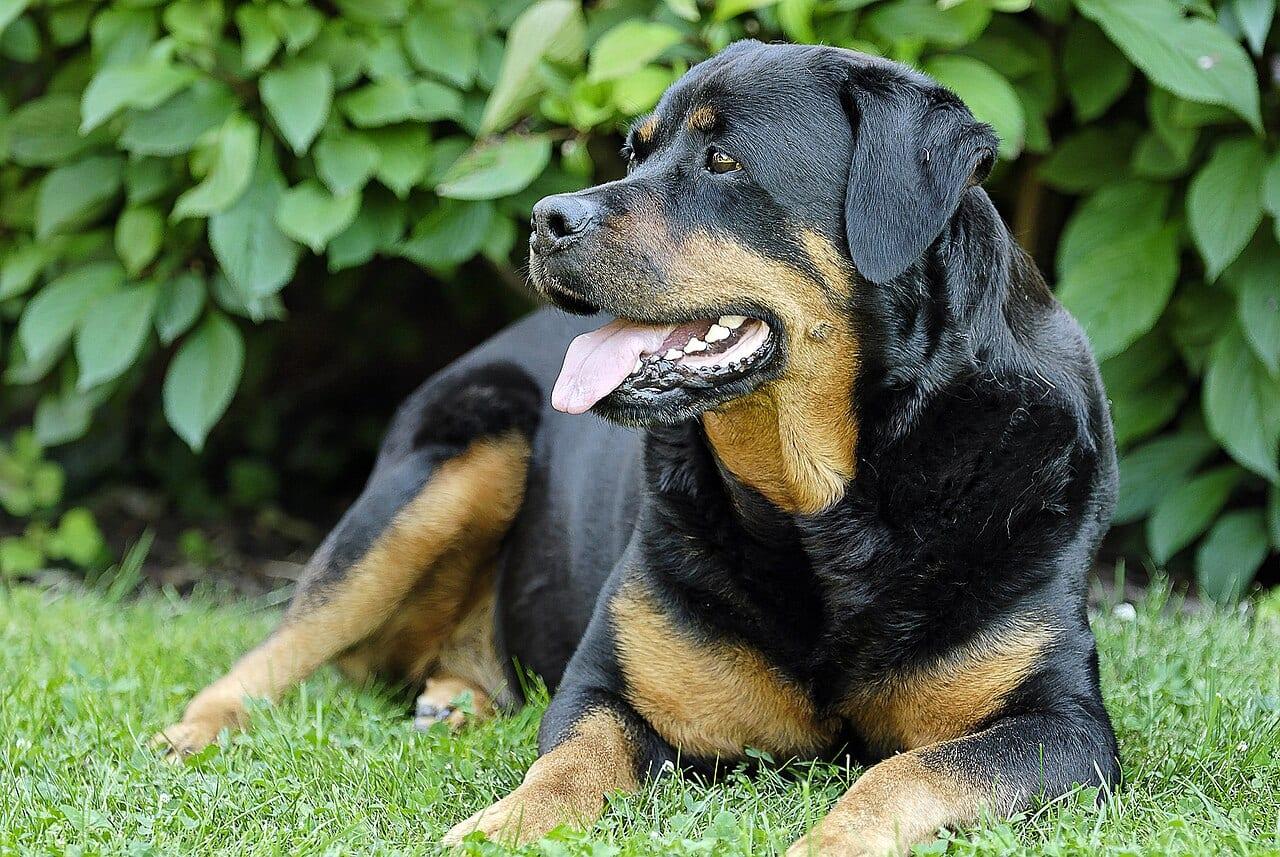 Rottweiler - Hunderasse