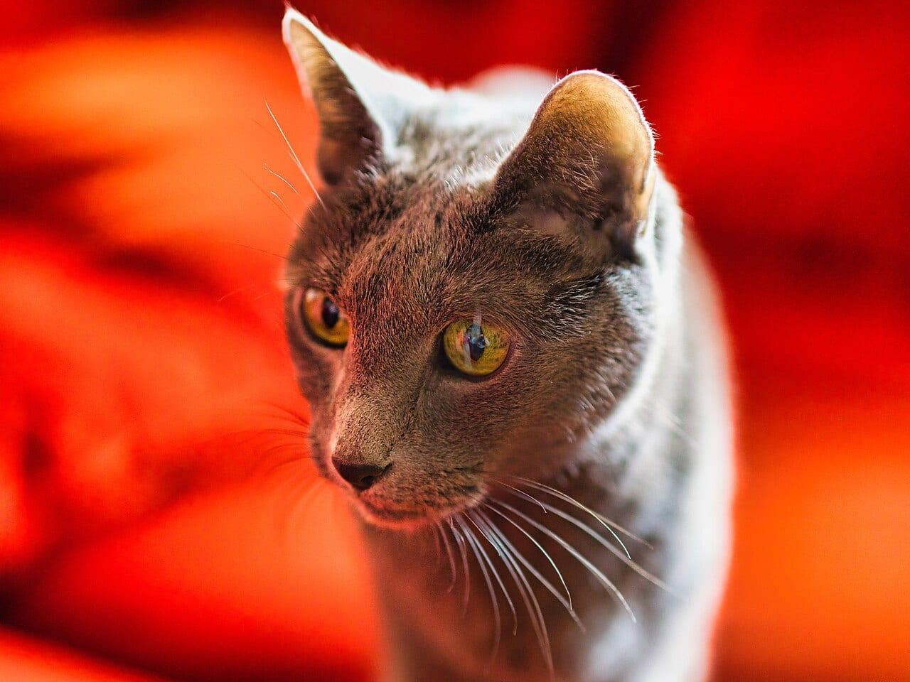 Russisch Blau - Katzenrasse