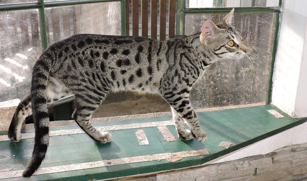Savannah