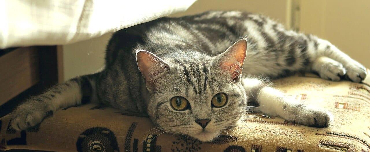 Scottish Fold - Katzenrasse