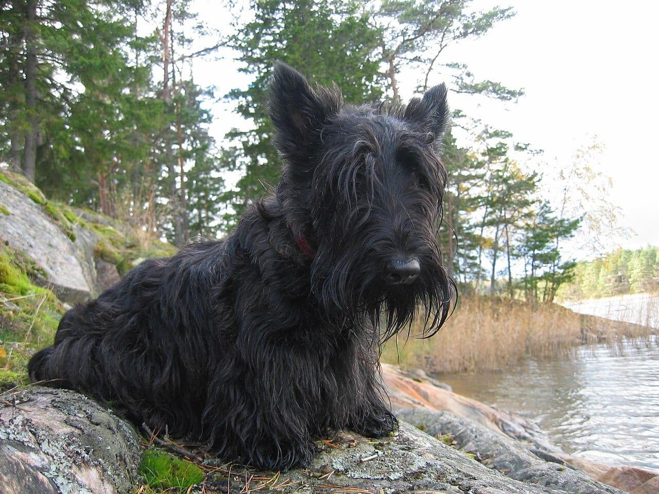 Scottish Terrier - Hunderasse
