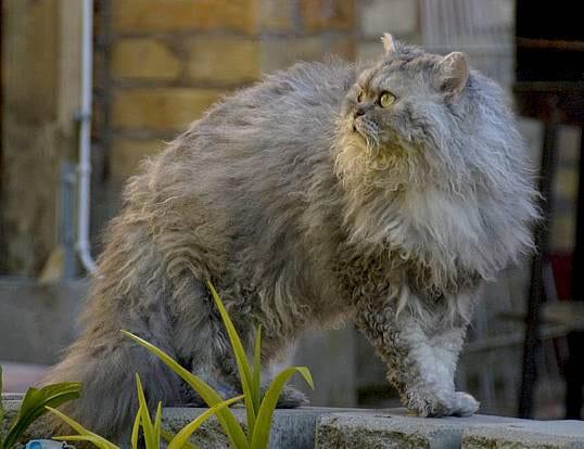 Selkirk Rex - Katzenrasse