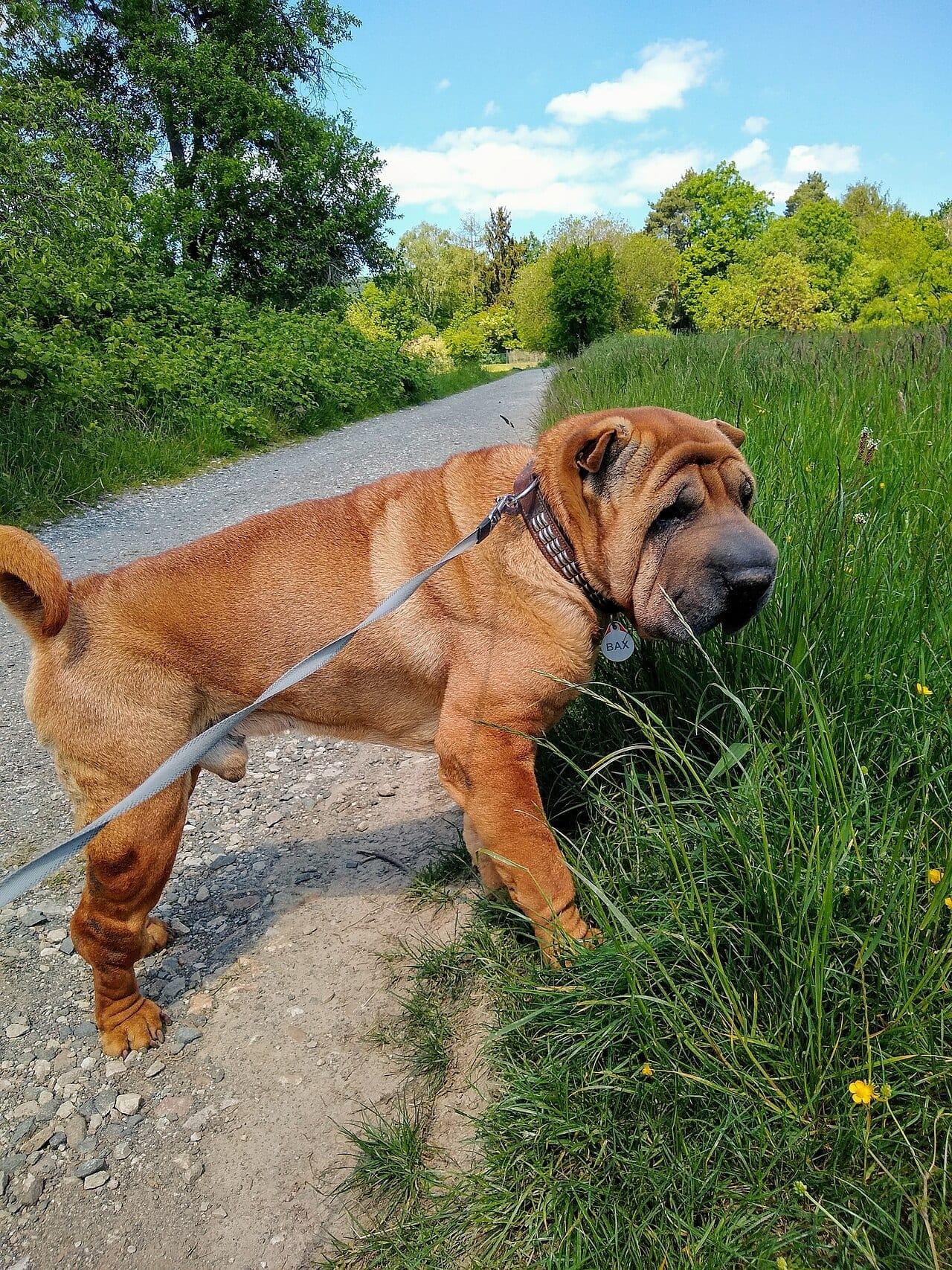 Shar Pei - Hunderasse