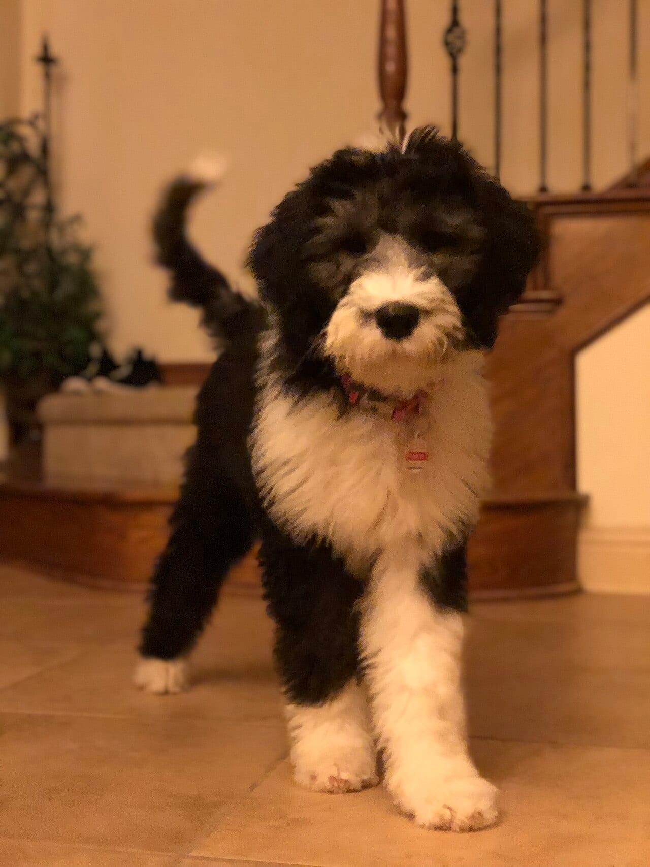 Sheepadoodle