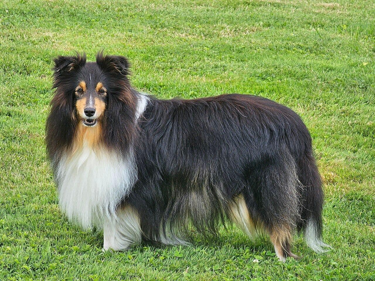 Shetland Sheepdog - Hunderasse