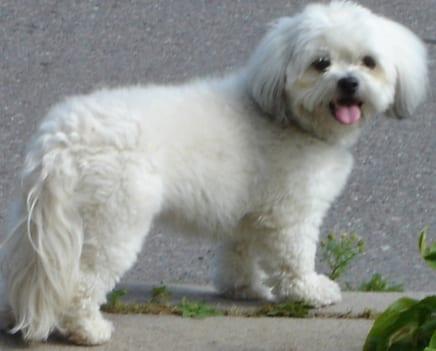 Shih-Poo - Hunderasse