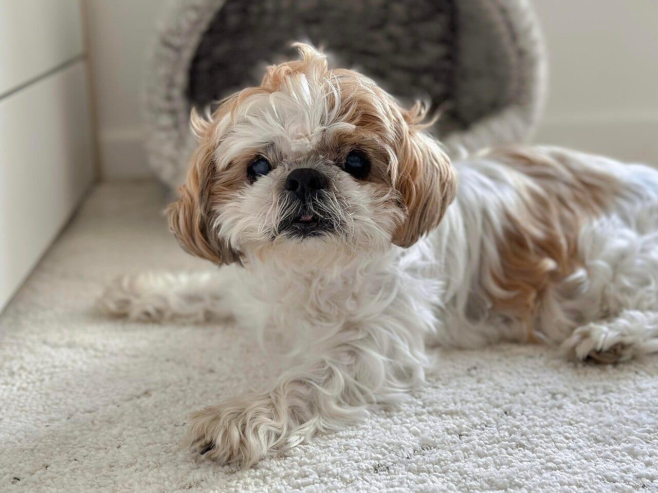 Shih Tzu - Hunderasse