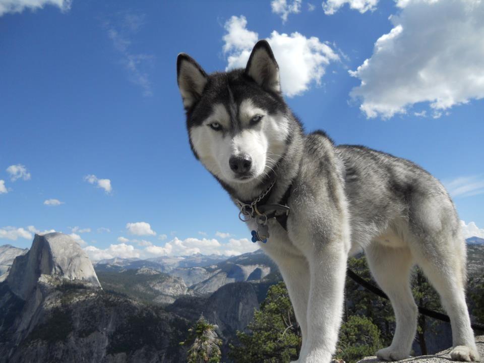 Sibirischer Husky - Hunderasse