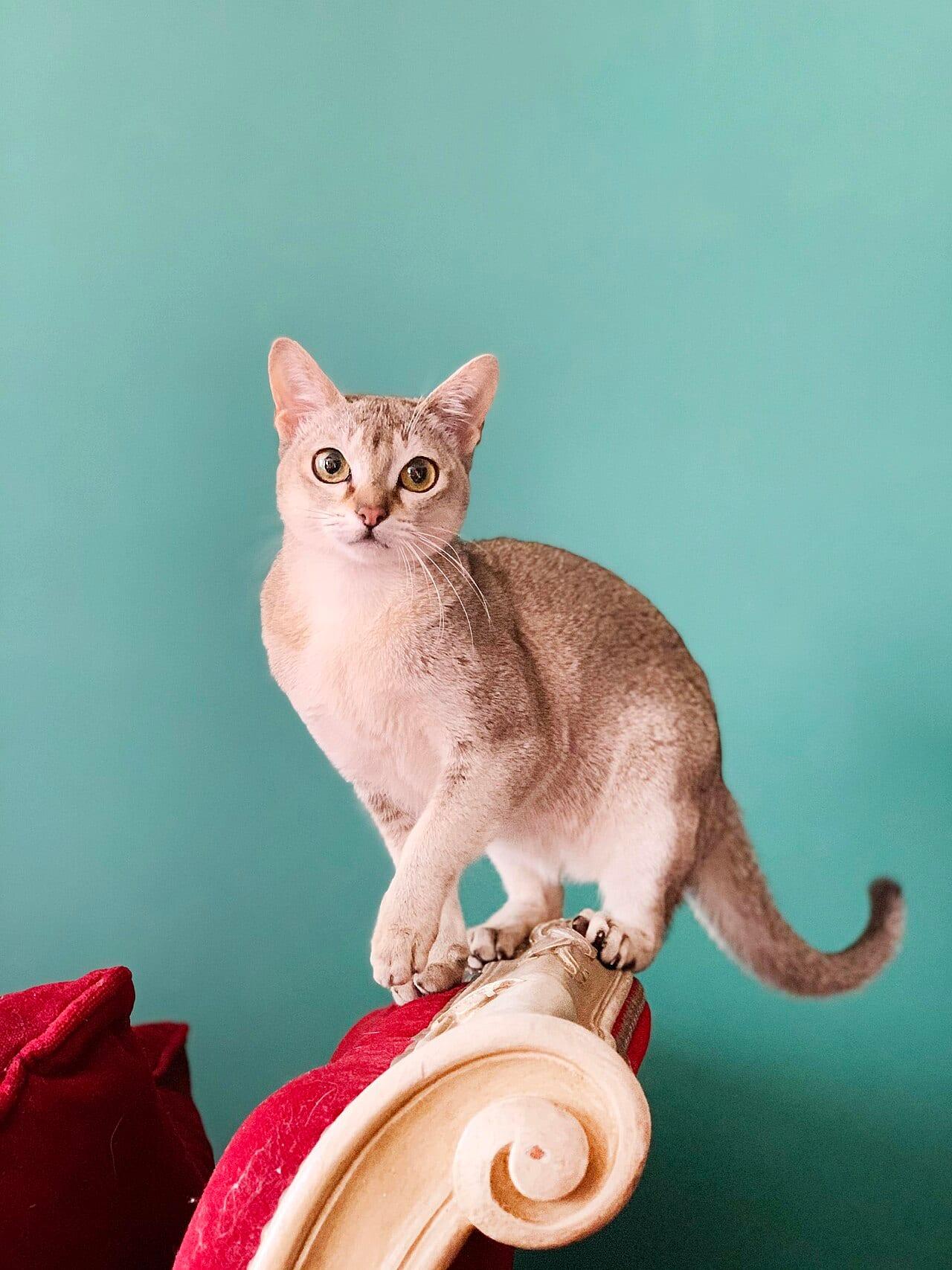 Singapura - Katzenrasse