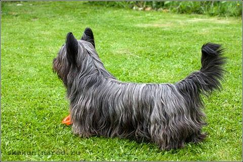Skye Terrier - Hunderasse