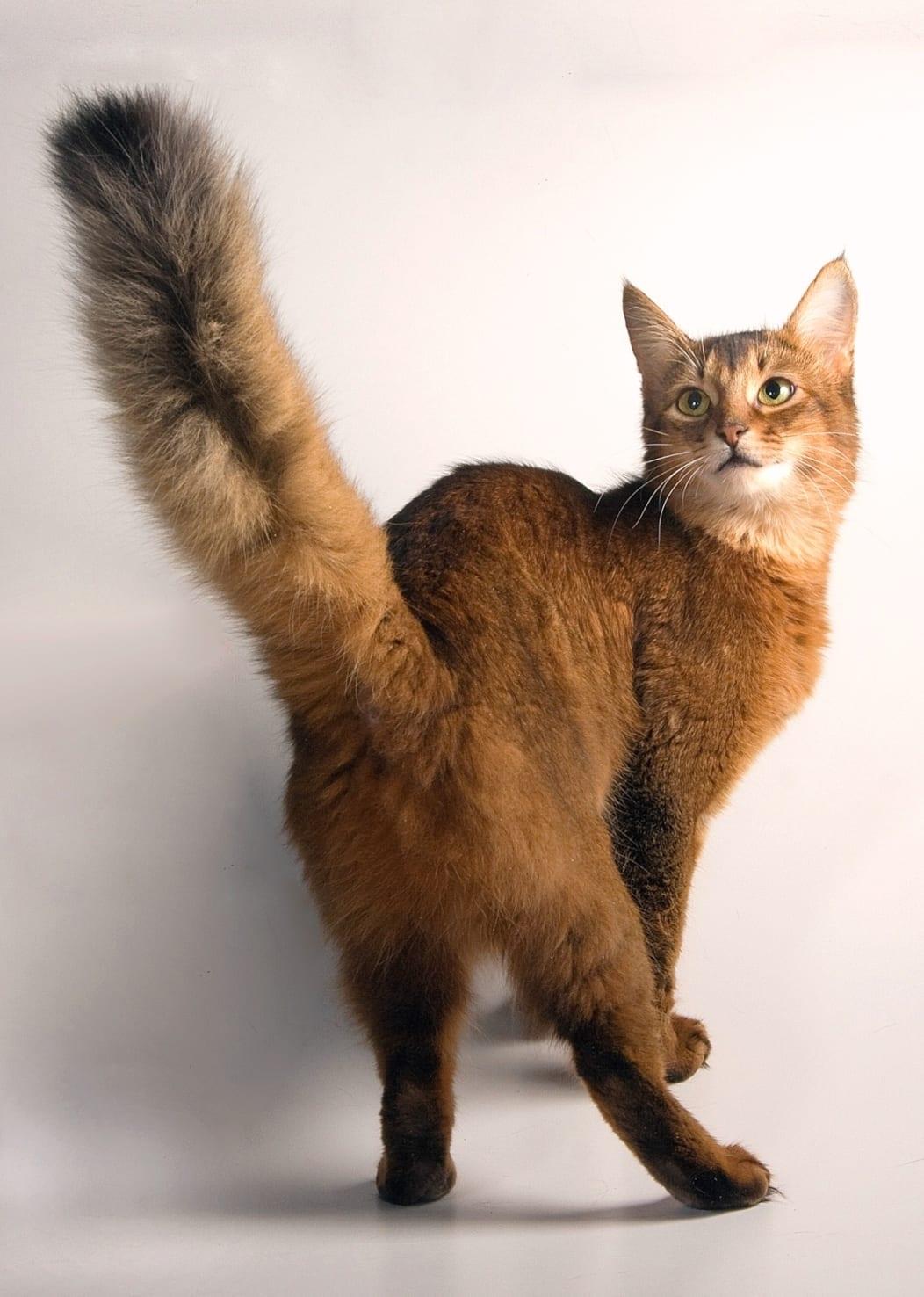 Somali - Katzenrasse