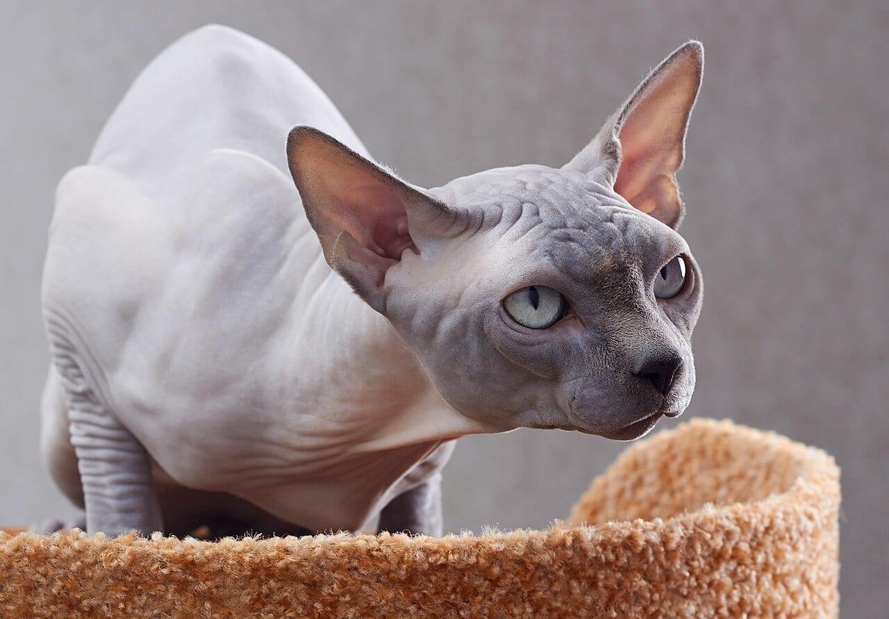 Sphynx - Katzenrasse