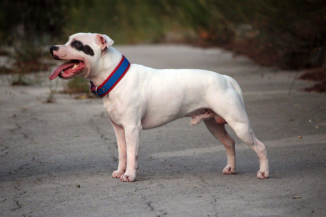 Staffordshire Bull Terrier - Hunderasse